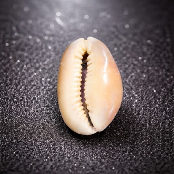 laxmi-kaudi-jyotishshop