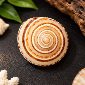 natural-siddh-vishnu-chakra-jyotishshop